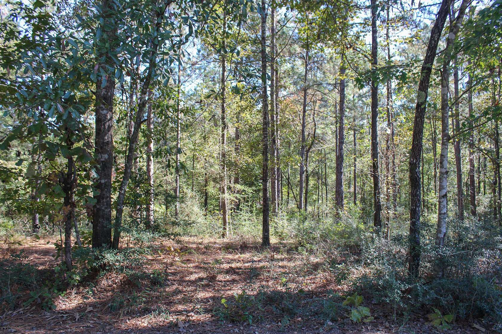 2.56 Acres of Residential Land for Sale in Petal, Mississippi