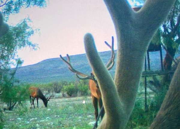 435 Acres of Improved Land for Sale in Rocksprings, Texas