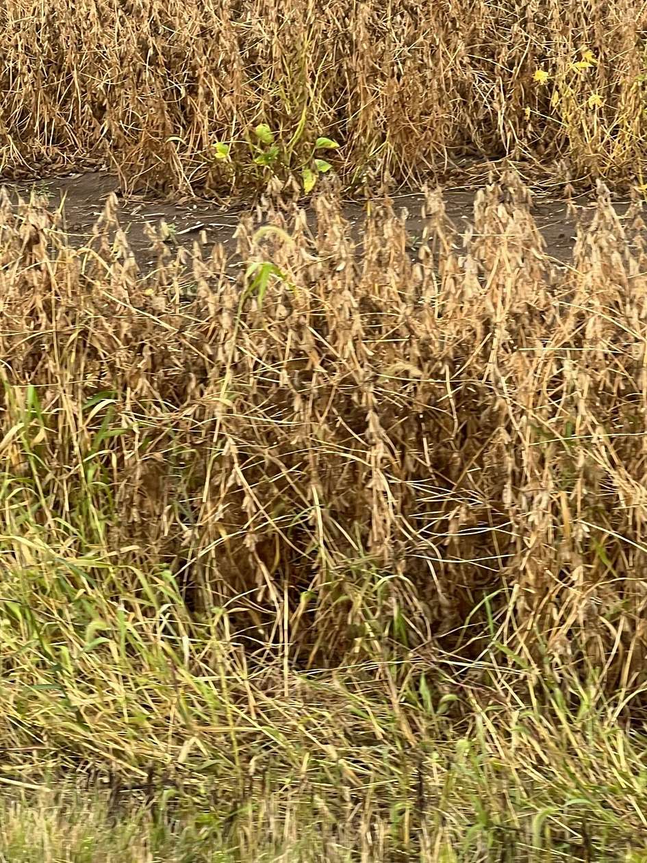 5 Acres of Land for Sale in Circleville, Ohio