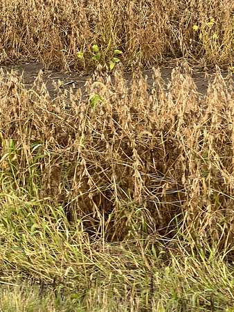 5 Acres of Land for Sale in Circleville, Ohio