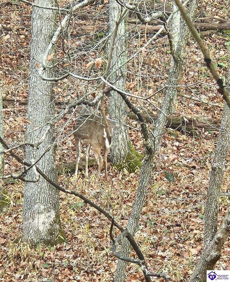 31 Acres of Recreational Land for Sale in Campbellsville, Kentucky