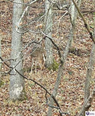 31 Acres of Recreational Land for Sale in Campbellsville, Kentucky