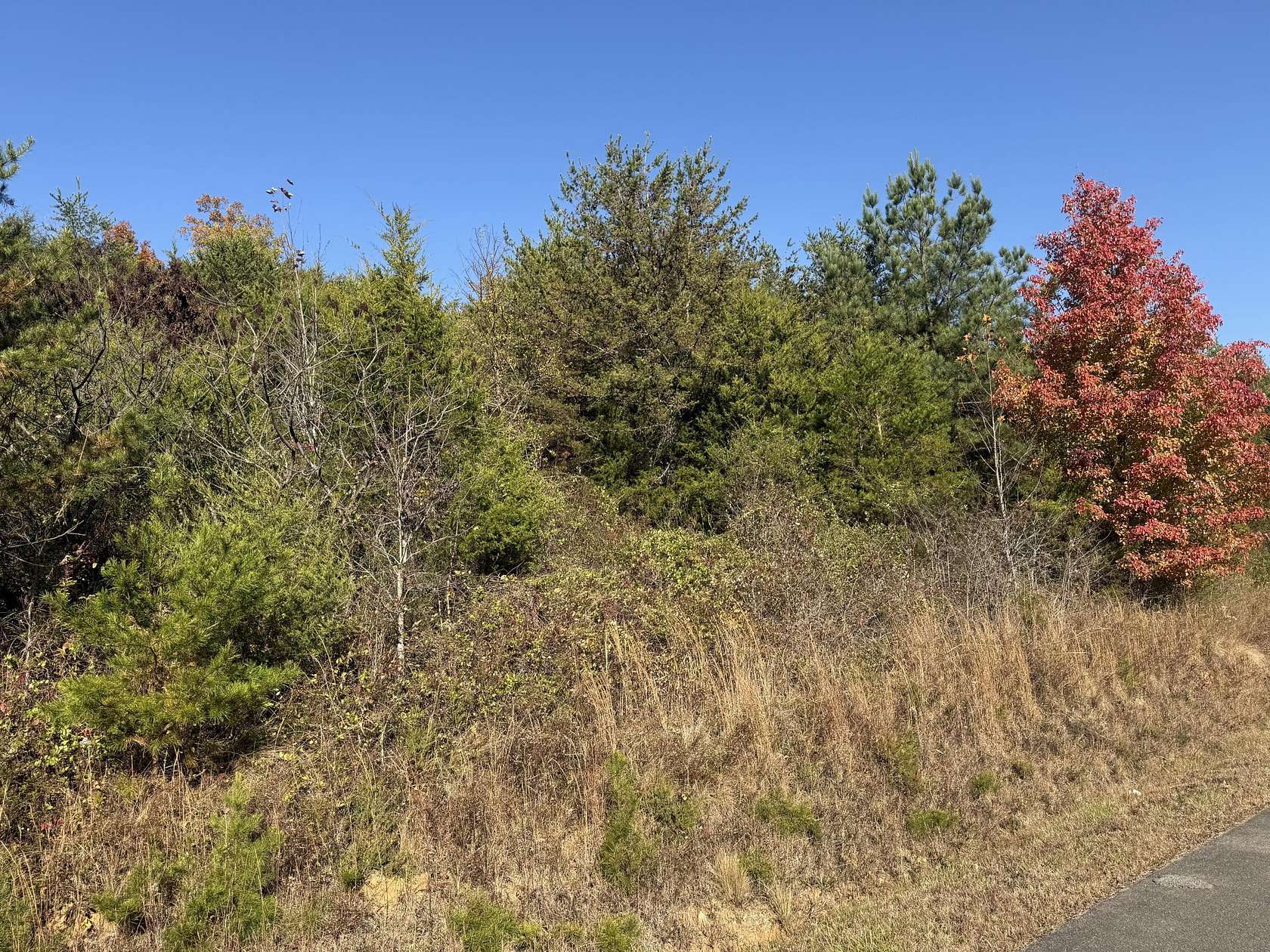 1 Acre of Residential Land for Sale in Newport, Tennessee