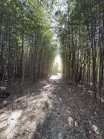 34.7 Acres of Agricultural Land for Sale in Huntington, Texas