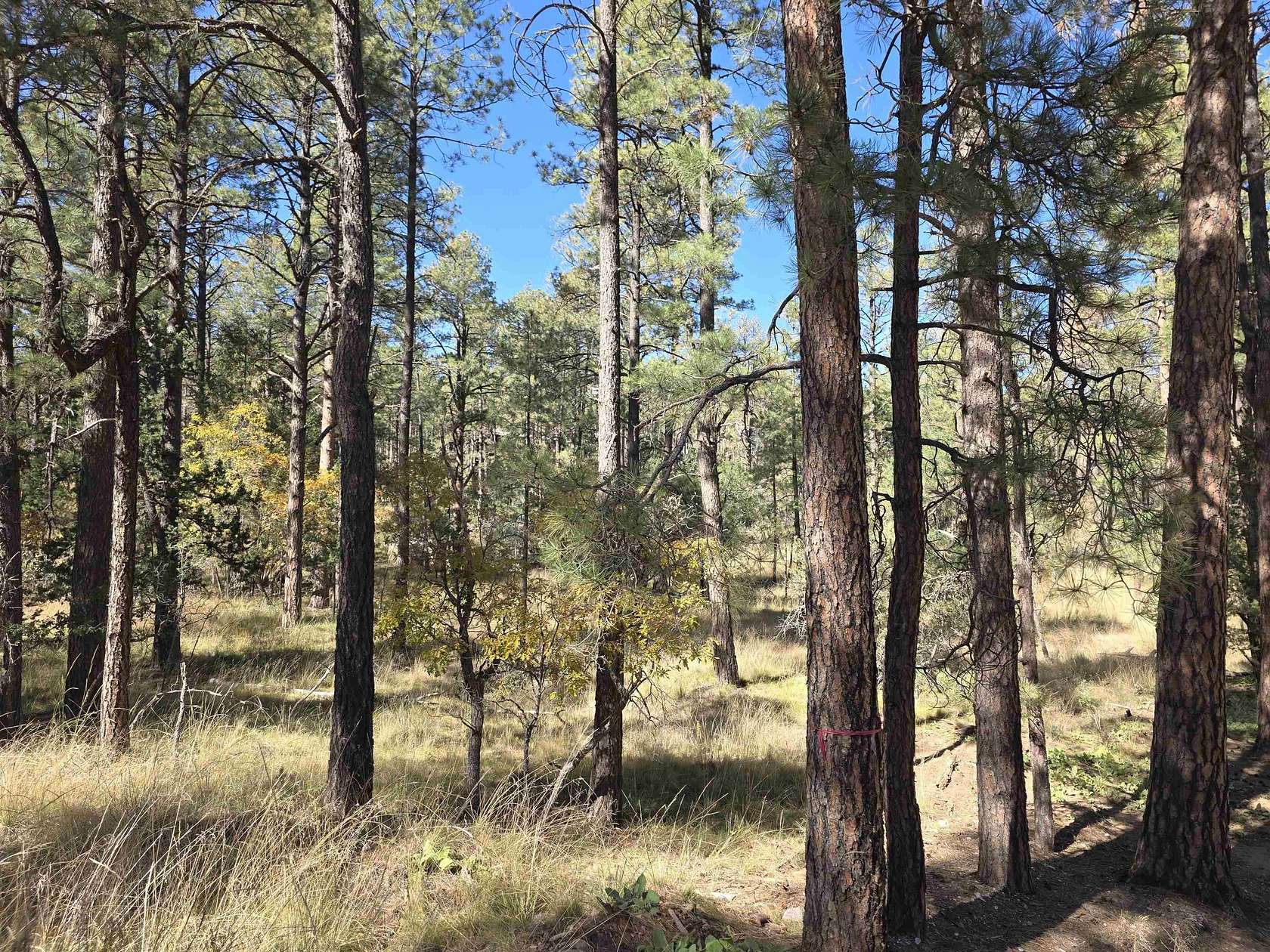 0.64 Acres of Residential Land for Sale in Timberon, New Mexico