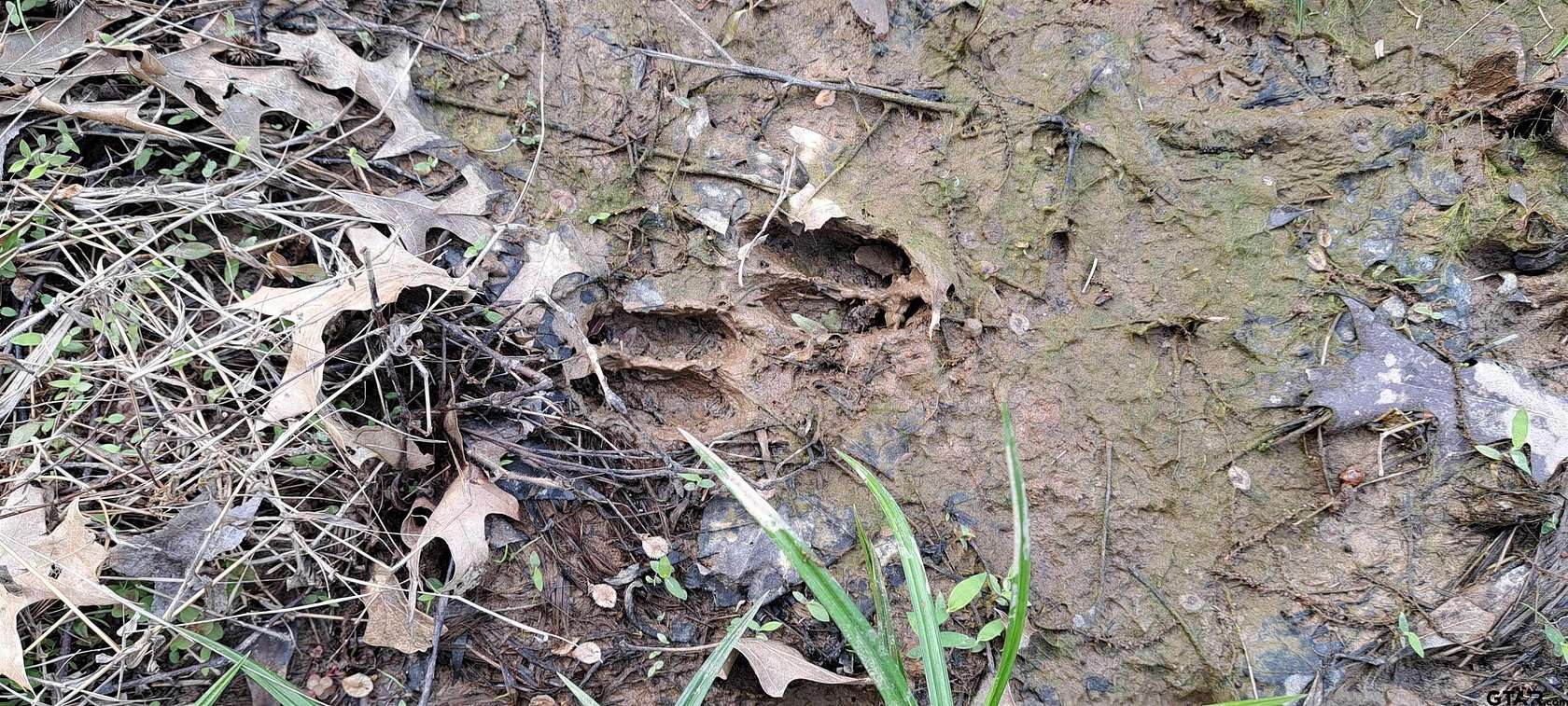 36.2 Acres of Agricultural Land for Sale in Henderson, Texas