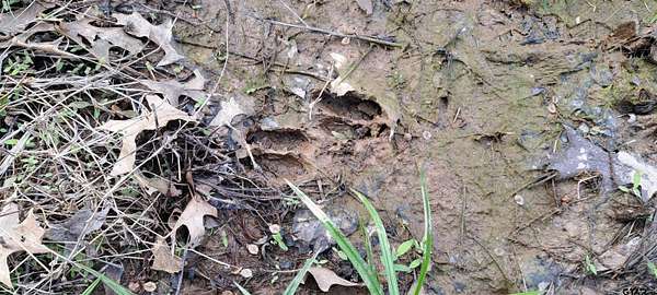 36.2 Acres of Agricultural Land for Sale in Henderson, Texas