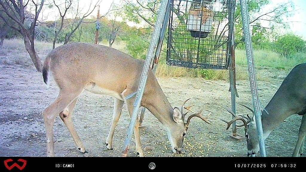 44.9 Acres of Recreational Land for Sale in Brownwood, Texas