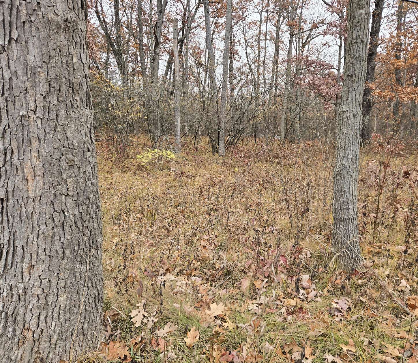 1.37 Acres of Land for Sale in Bitely, Michigan