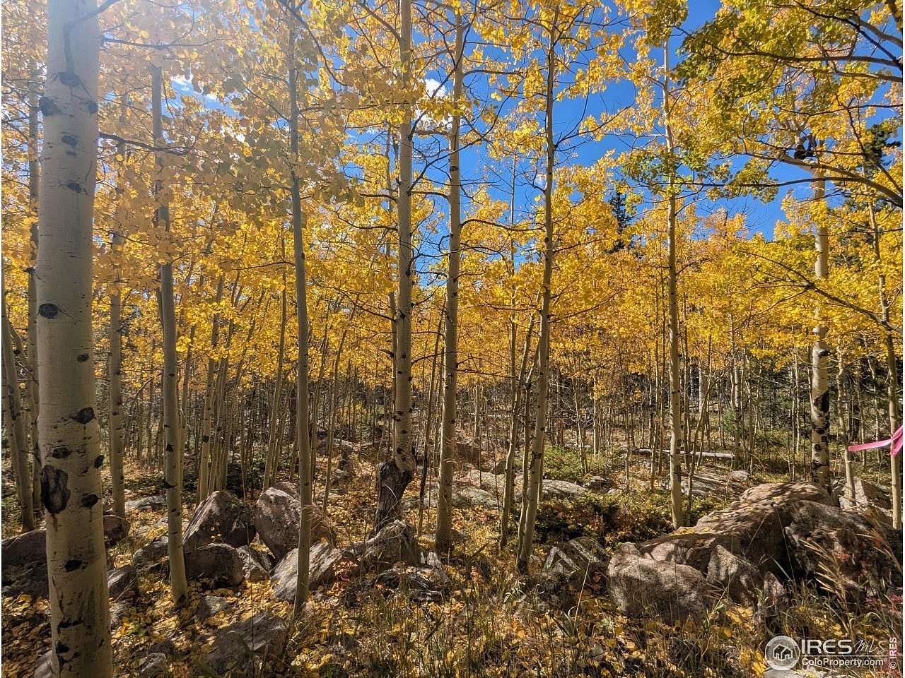 80.7 Acres of Recreational Land for Sale in Red Feather Lakes, Colorado