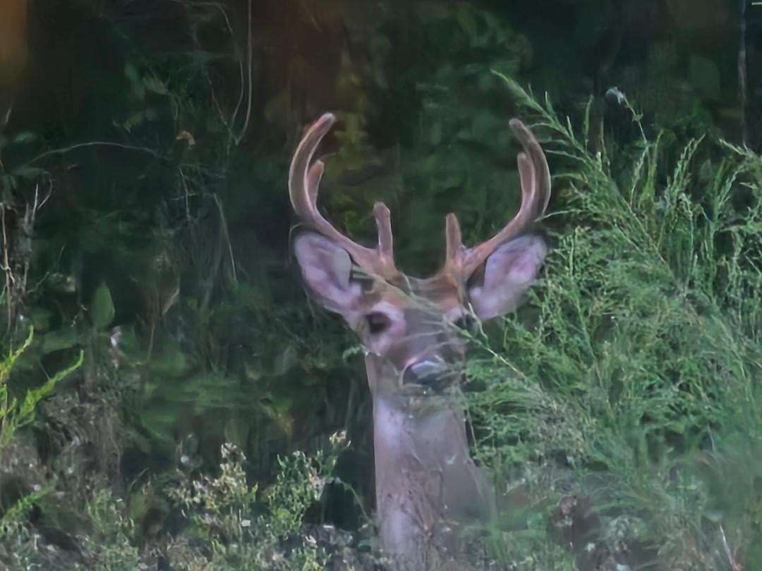 16 Acres of Agricultural Land for Sale in Westville, Florida