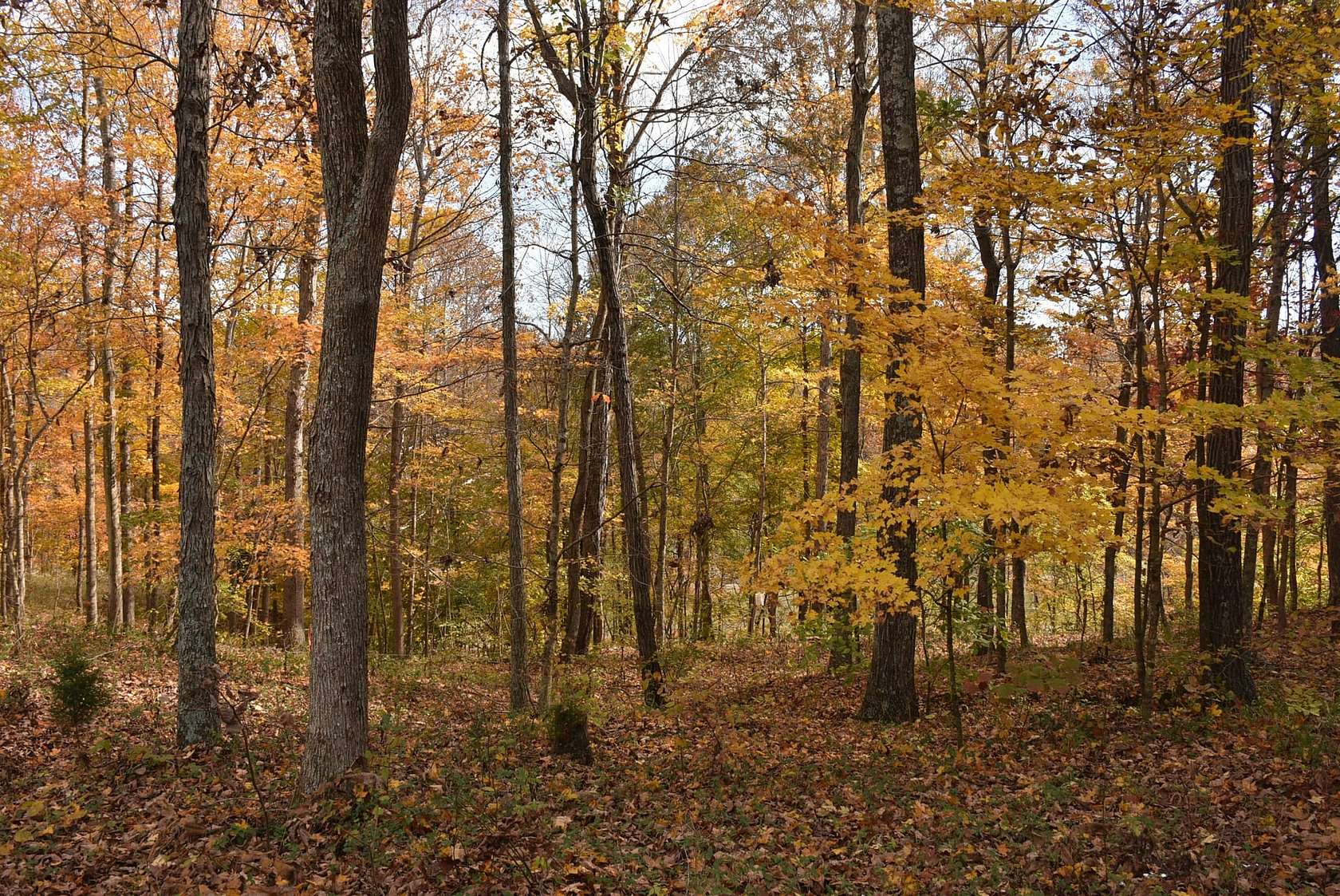 0.7 Acres of Residential Land for Sale in Leitchfield, Kentucky