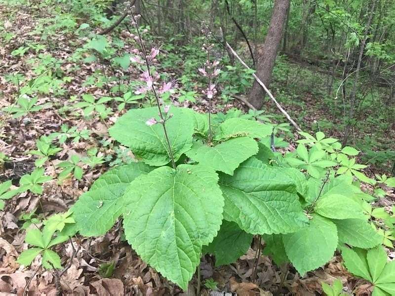 249 Acres of Recreational Land for Sale in Sandersville, Georgia