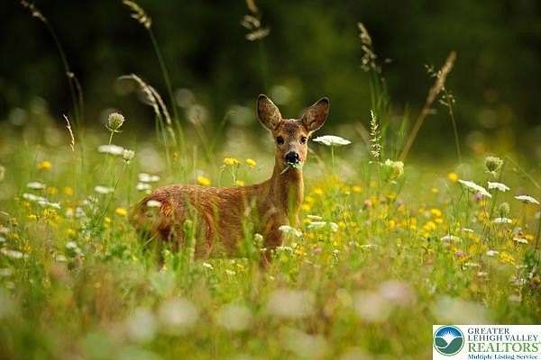 0.48 Acres of Land for Sale in Tobyhanna Township, Pennsylvania