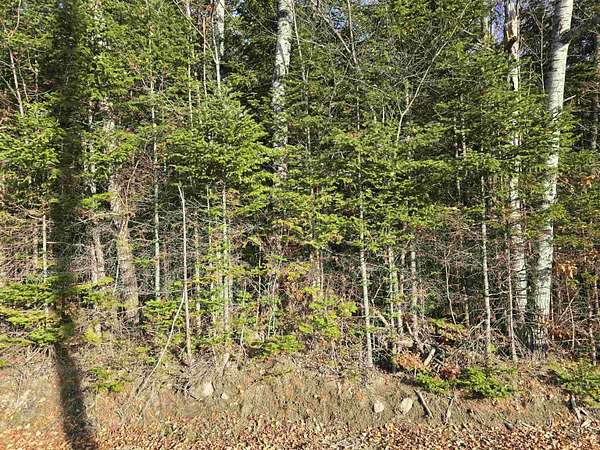 47 Acres of Recreational & Residential Land for Sale in Dummer, New Hampshire