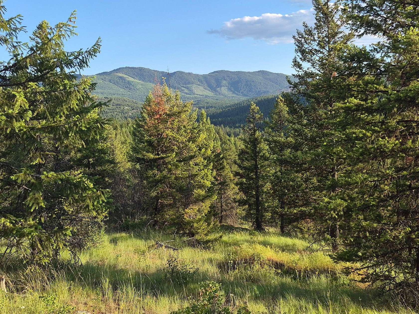 57.3 Acres of Recreational & Residential Land for Sale in Colville, Washington