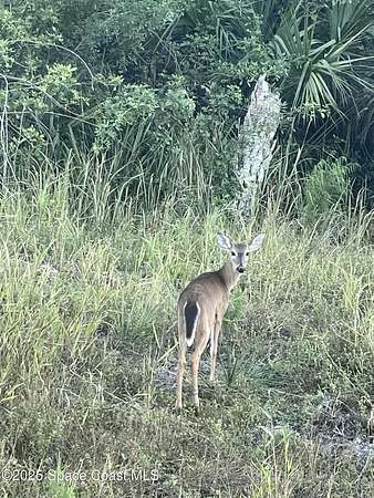 2.53 Acres of Land for Sale in Palm Bay, Florida