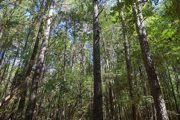 45 Acres of Recreational Land for Sale in Calvin, Louisiana