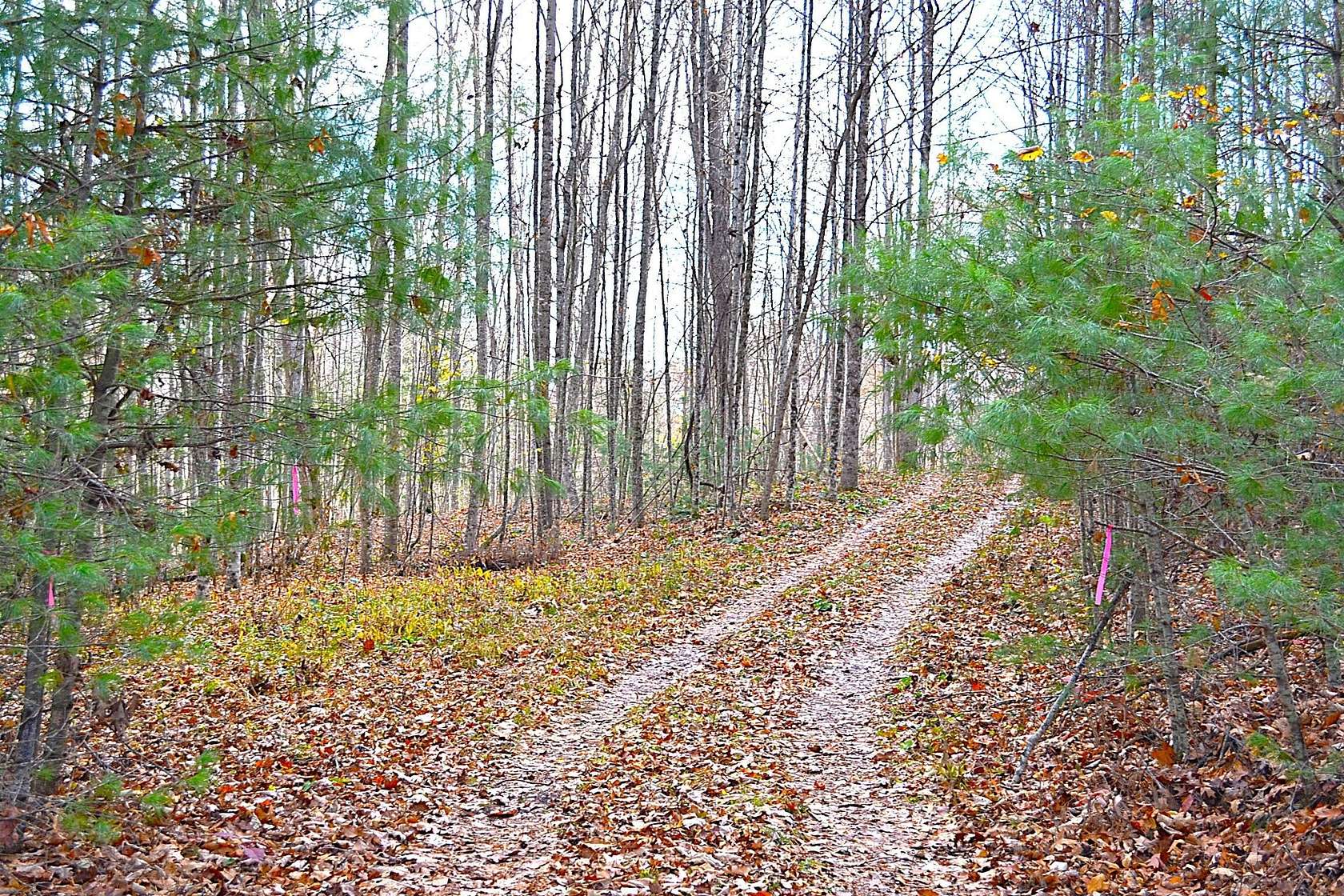 92.2 Acres of Land for Sale in Jumping Branch, West Virginia