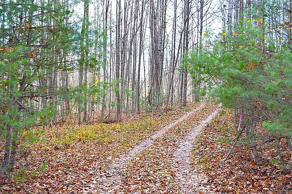 92.2 Acres of Land for Sale in Jumping Branch, West Virginia