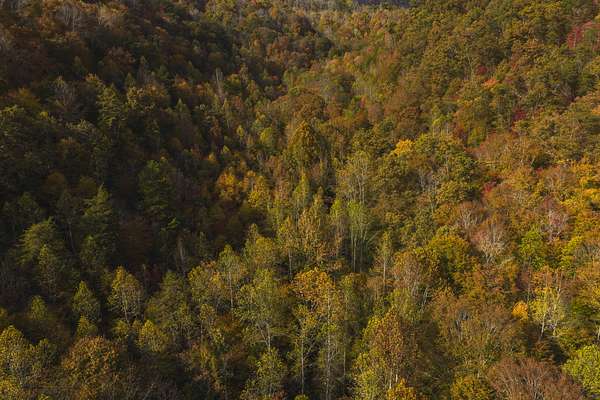 15 Acres of Recreational Land & Farm for Sale in Kyles Ford, Tennessee