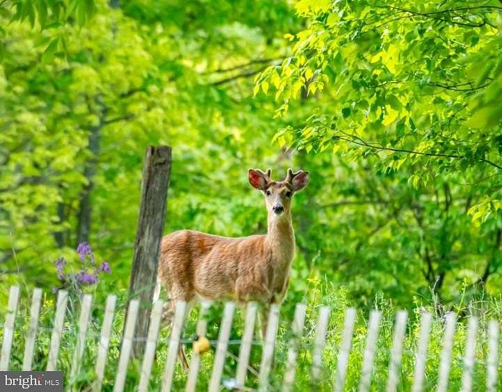 8.8 Acres of Residential Land for Sale in McHenry, Maryland