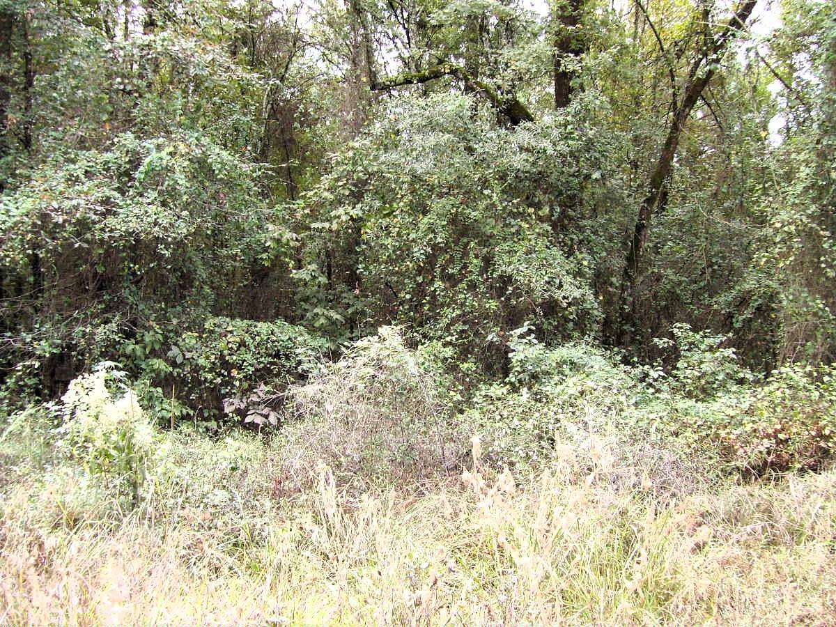 15 Acres of Land for Sale in Foreman, Arkansas