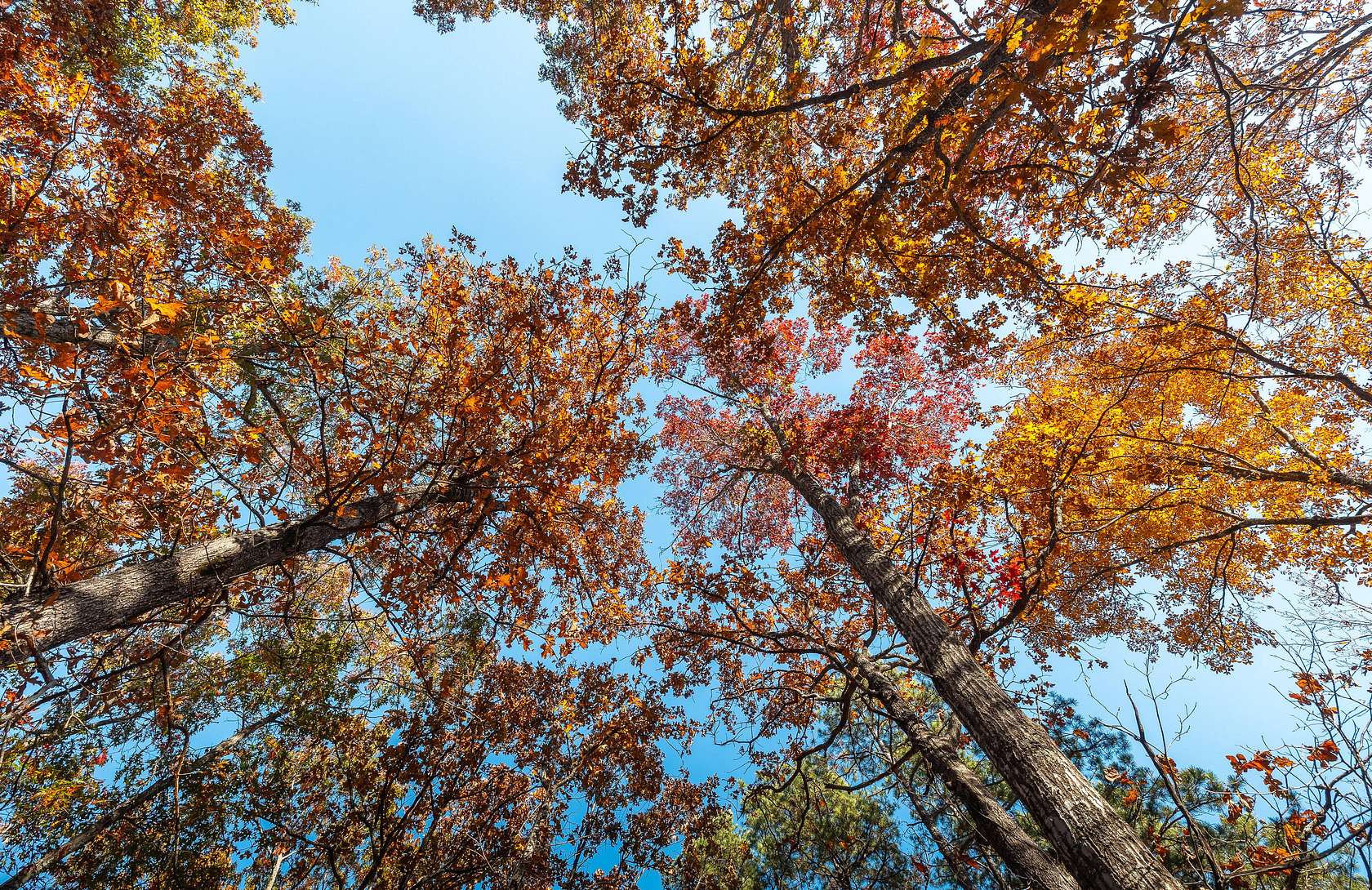 93 Acres of Recreational Land for Sale in Centerville, Missouri