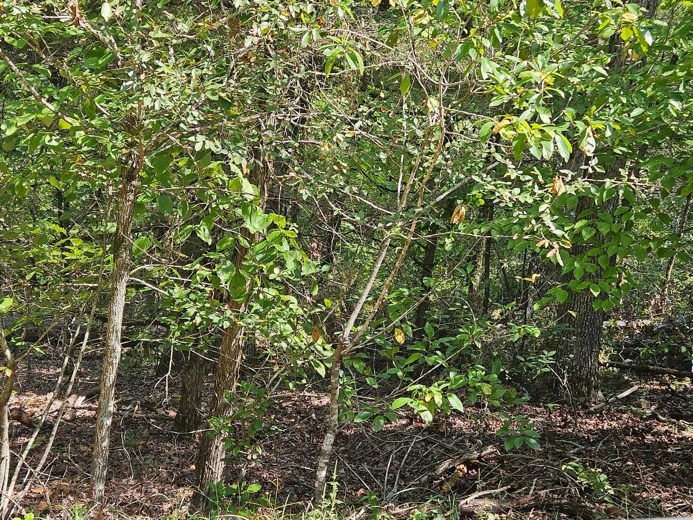 0.15 Acres of Residential Land for Sale in Theodosia, Missouri