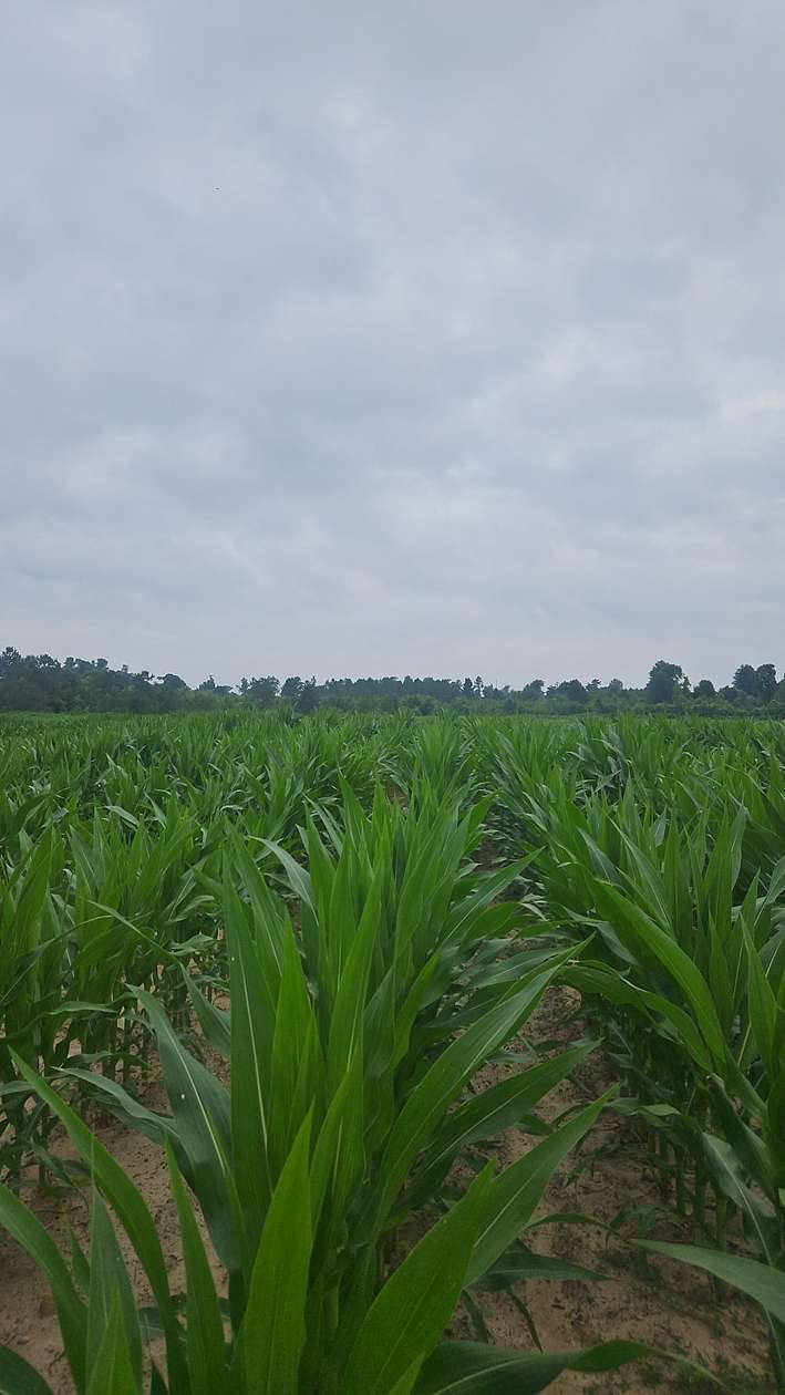 77.3 Acres of Land for Sale in Albany, Georgia