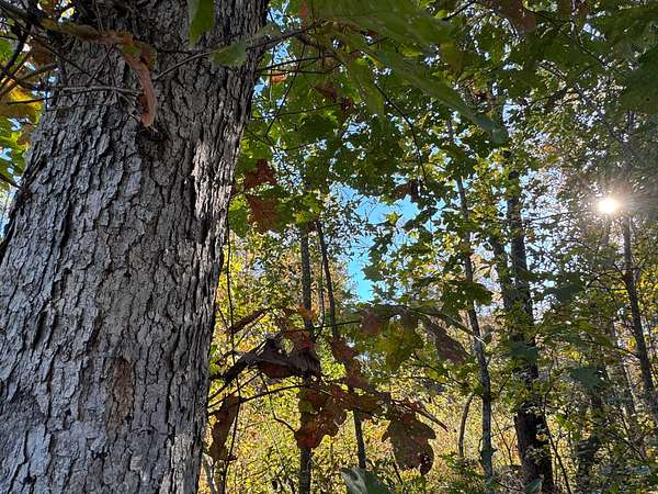 12.3 Acres of Land for Sale in Camp Hill, Alabama