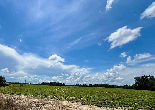 36.2 Acres of Land for Sale in Taylor, Alabama