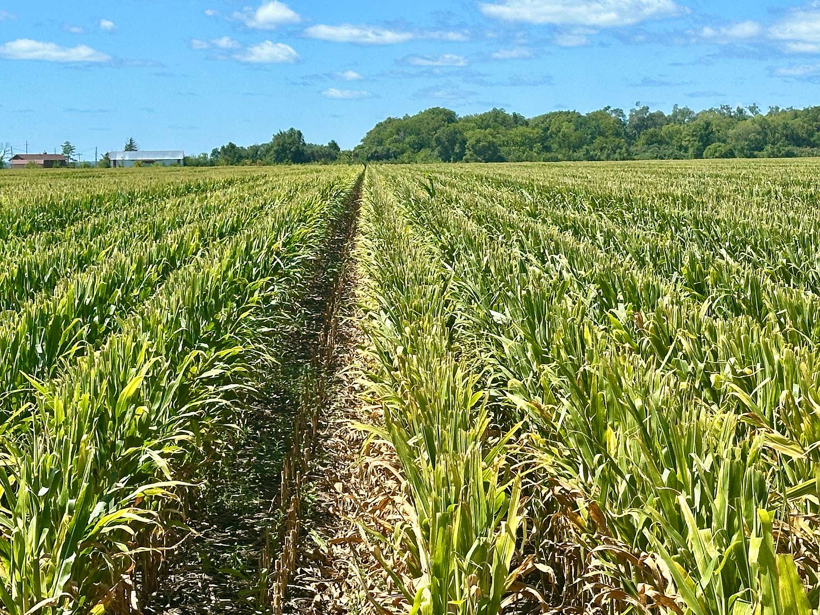 287 Acres of Agricultural Land for Auction in Onawa, Iowa