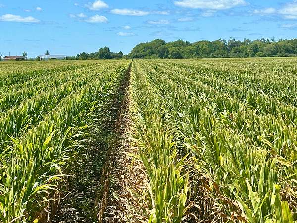 287 Acres of Agricultural Land for Auction in Onawa, Iowa