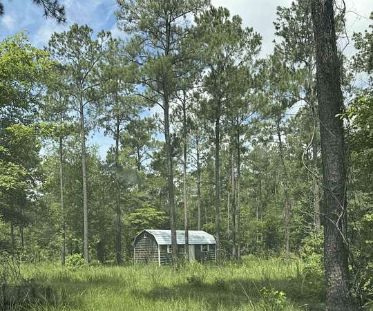 90 Acres of Recreational Land for Sale in Pineland, Texas