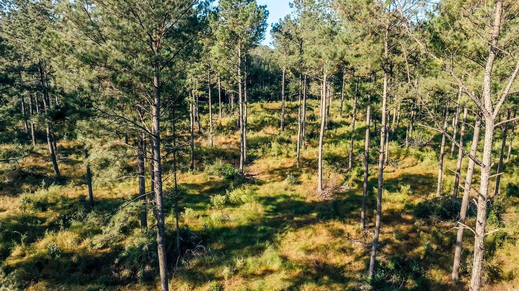 109 Acres of Recreational Land for Sale in Centenary, South Carolina