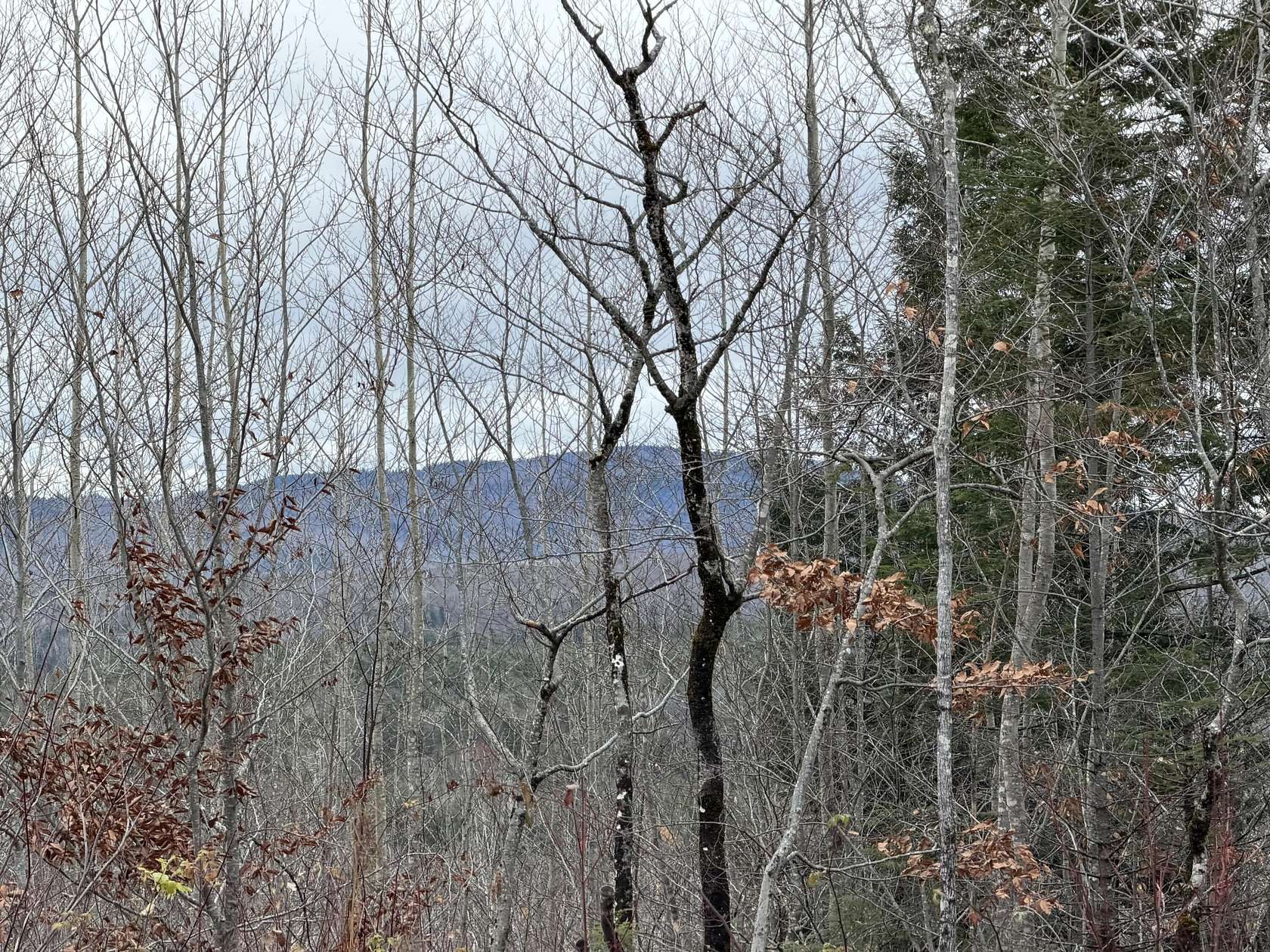 43 Acres of Recreational Land for Sale in Abbot, Maine
