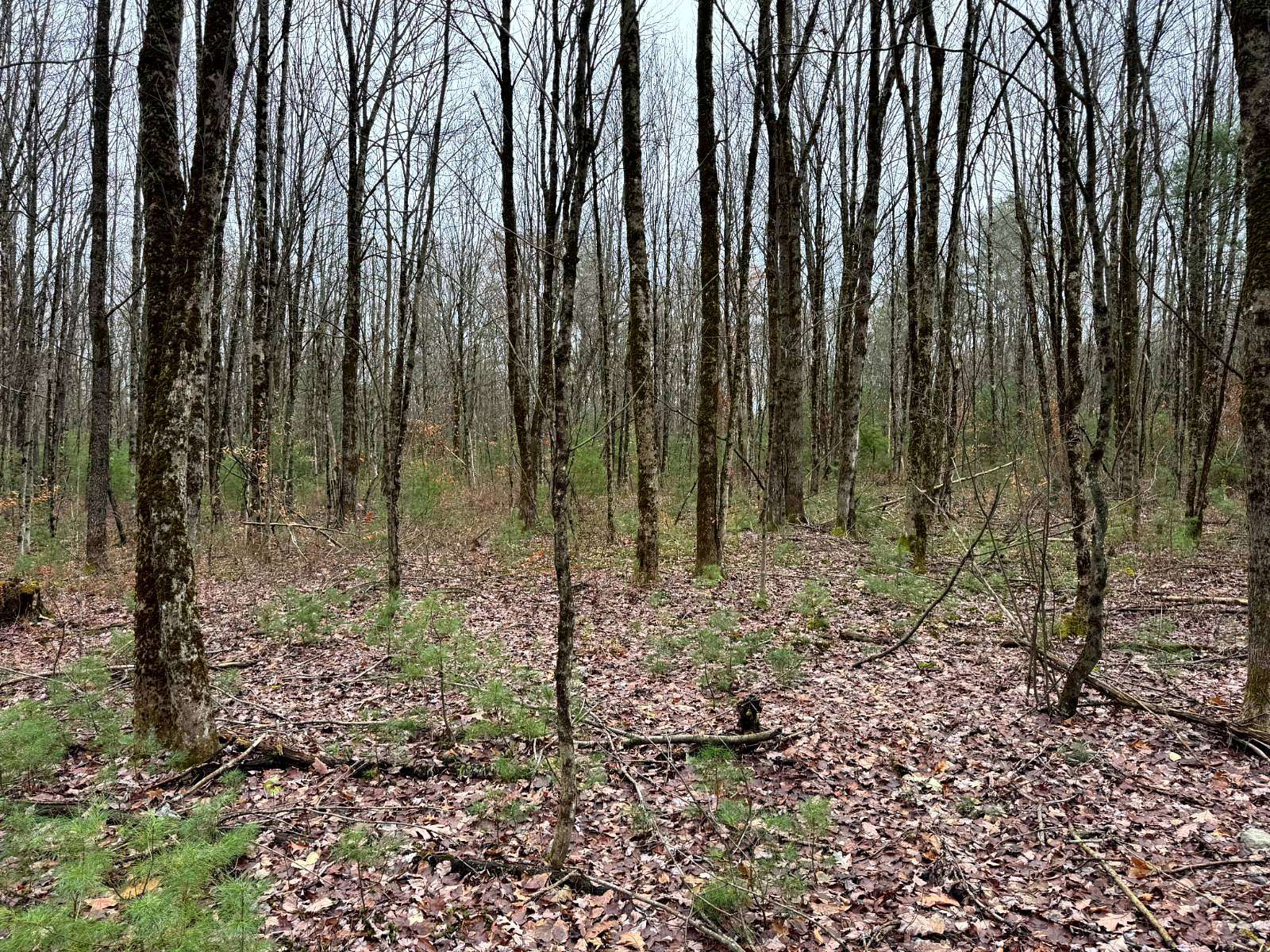 5.5 Acres of Residential Land for Sale in Camden, New York