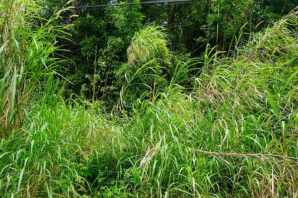 0.18 Acres of Residential Land for Sale in Pahoa, Hawaii