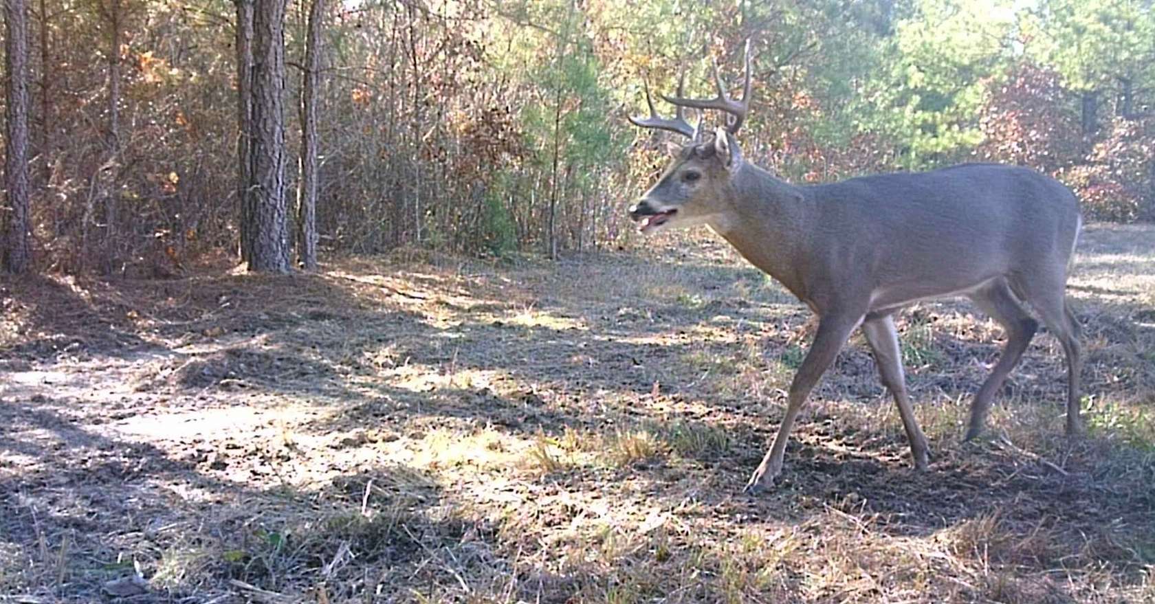 63.5 Acres of Recreational Land for Sale in Lobelville, Tennessee