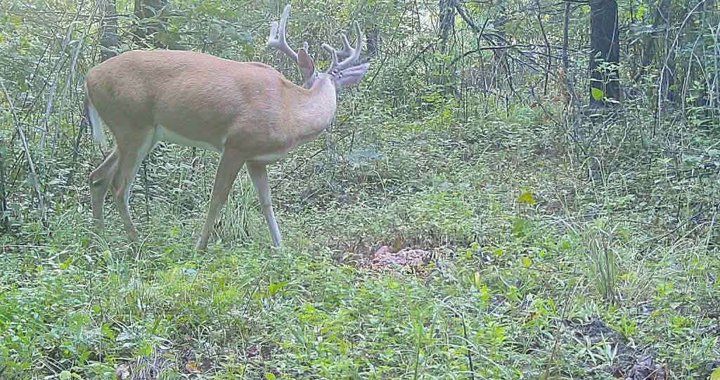 63.5 Acres of Recreational Land for Sale in Lobelville, Tennessee