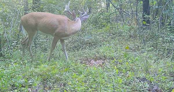 63.5 Acres of Recreational Land for Sale in Lobelville, Tennessee