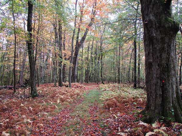 60.1 Acres of Recreational Land for Sale in Bolivar, New York