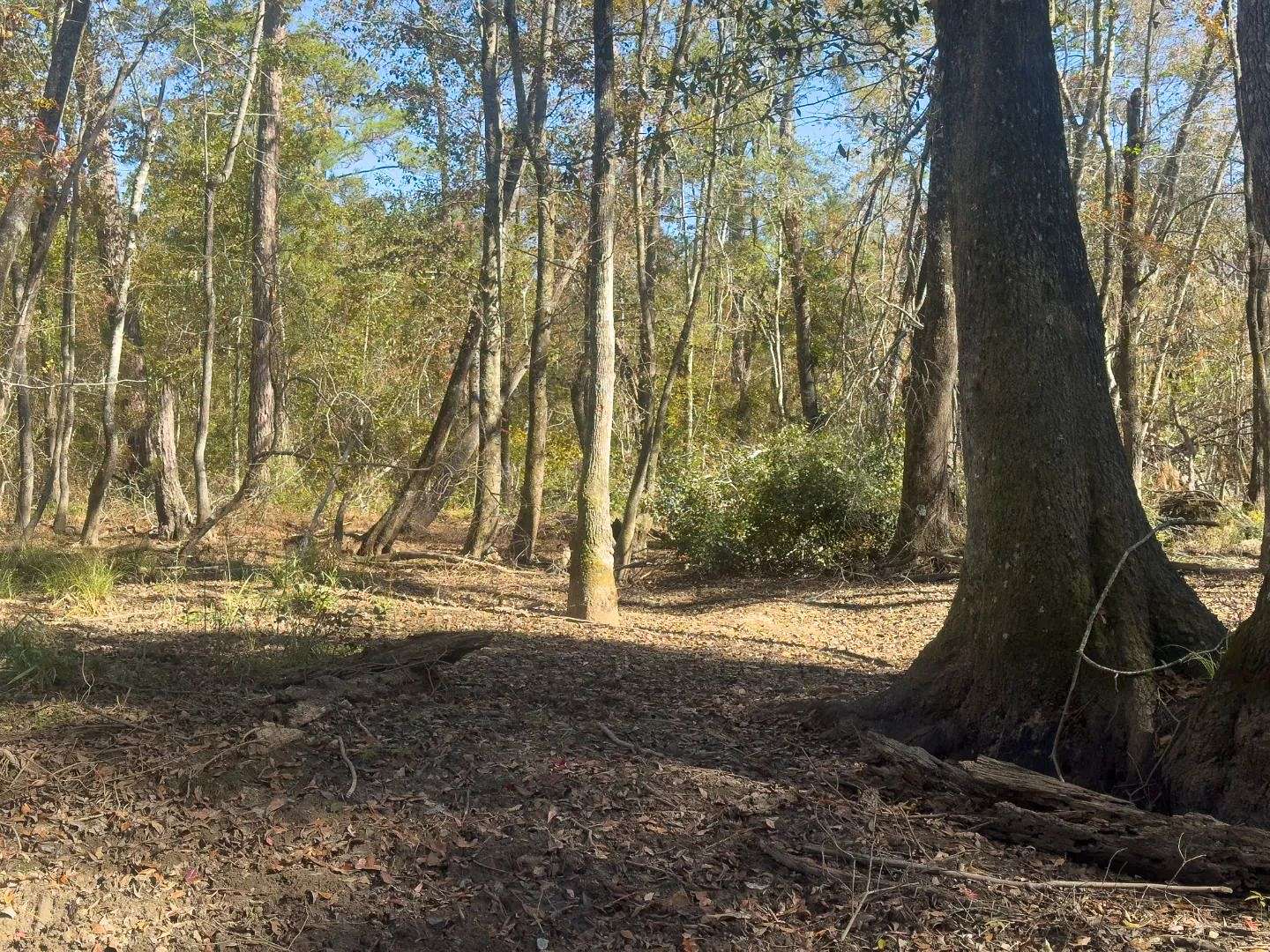 76 Acres of Land for Sale in Cobbtown, Georgia