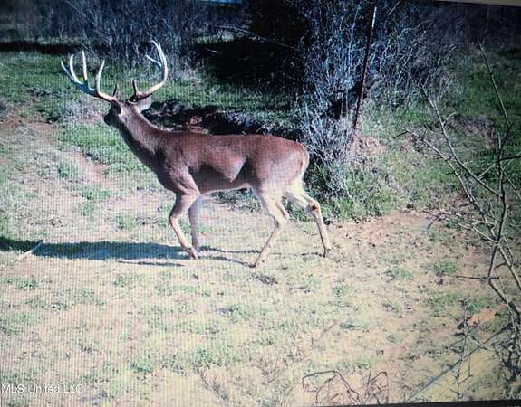 80 Acres of Recreational Land & Farm for Sale in Bolton, Mississippi