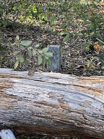 0.3 Acres of Land for Sale in Panacea, Florida