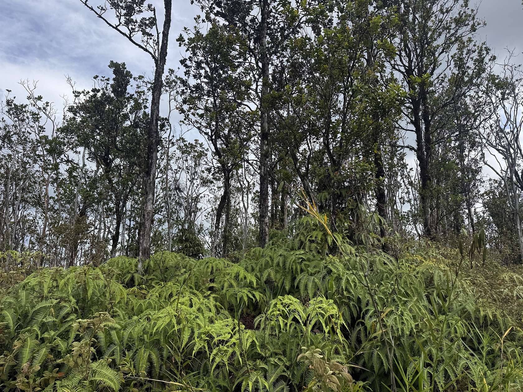 3 Acres of Land for Sale in Volcano, Hawaii