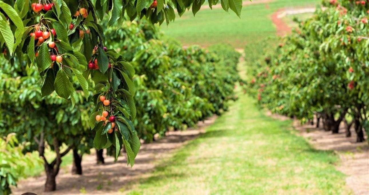 10 Acres of Land for Sale in Gilroy, California