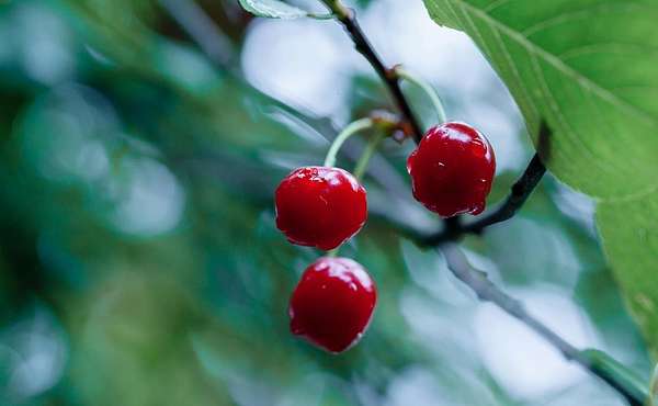 10 Acres of Land for Sale in Gilroy, California