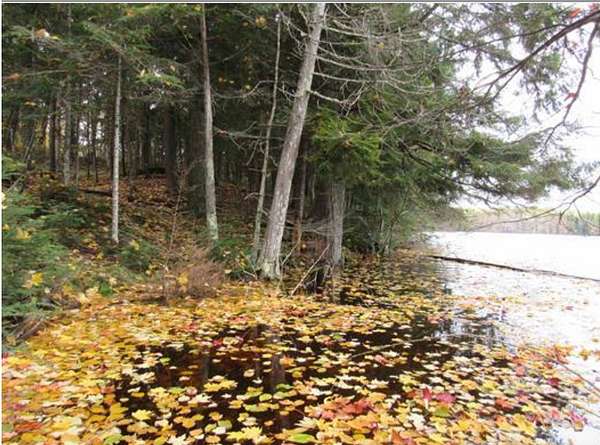 25.9 Acres of Recreational Land for Sale in Watersmeet, Michigan